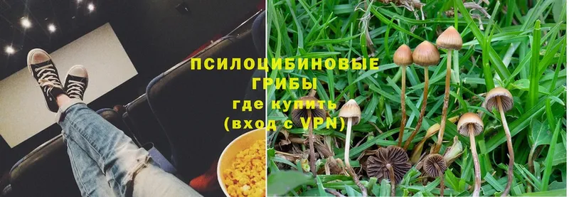 Галлюциногенные грибы Psilocybe  Лиски 